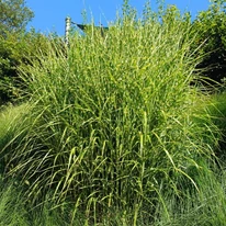 Iarbă ornamentală Miscanthus sinensis Zebrinus în stadiu matur.