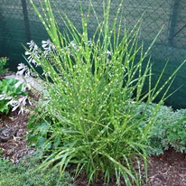 Miscanthus sinensis de 2 ani, plantat în grădină. 