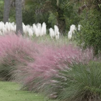 Iarbă ornamentală de Texas cu iarbă de pampas alb. 