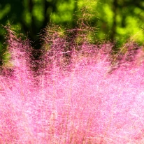 Inflorescențele gingașe de Muhlenbergia.