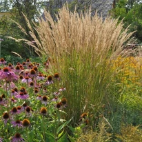 Calamagrostis Karl Foerster în combinație cu Echinacea.