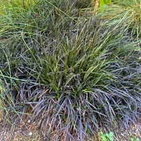 Ophiopogon planiscapus Niger P9 - Barba șarpelui