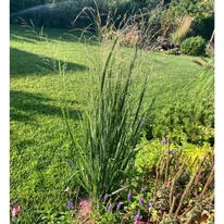 Mei decorativ albastru plantat într-un strat peren. 