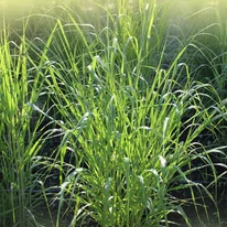 Frunzișul verde a ierbii ornamentale Panicum virgatum Northwind.