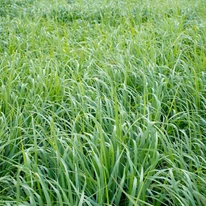 Cu Panicum virgatum Northwind poate crea poți crea o pată de culoare verde dacă o plantezi în grupuri. 