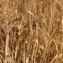 Culoarea de toamnă a ierbii ornamnetale Panicum virgatum Northwind.