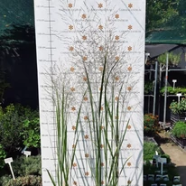 Panicum virgatum la începutul toamnei în pepiniera noastră. 