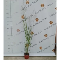 Panicum virgatum Heavy Metal în pepiniera noastră în luna august. 