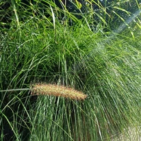 Pennisetum alopecuroides - Iarbă chinezească