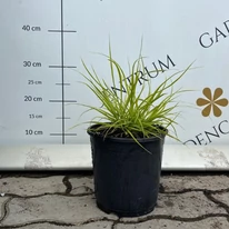 Iarbă chinezească cu frunziș galben într-un ghiveci de 14 cm. 