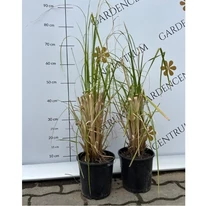 Cortaderia selloana - Iarbă de pampas roz