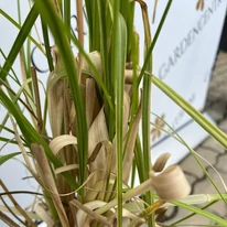 Cortaderia selloana - Iarbă de pampas roz