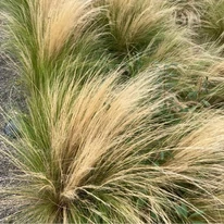 Stipa tenuissima în luna septembrie. 