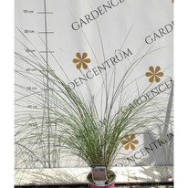 Muhlenbergia sp P14 - Iarbă ornamentală de Texas