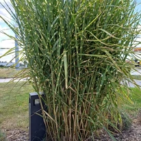 Frunzele deosebite ale ierbii ornamentale Miscanthus sinensis Zebrinus Strictus.