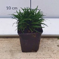 Plantele Ophiopogon japonicus Minor sunt disponibile în ghivece mici, cu o înălțime de 10 cm, în pepiniera noastră.