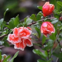 Punica granatum Legrelliae la începutul înfloririi. 