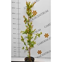 Punica granatum Legrelliae în luna mai în pepiniera noastră.