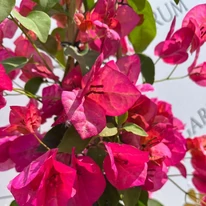 Planta Bougainvillea aduce culoare toată vara.