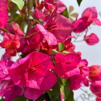 Bougainvillea înflorită în pepiniera noastră, în luna iulie.