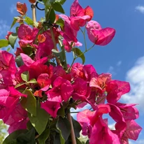 Bougainvillea bine dezvoltată în ghiveci, în oferta noastră.