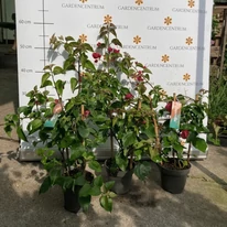 Bougainvillea mic în pepiniera noastră, în luna iunie la începutul înfloririi. 