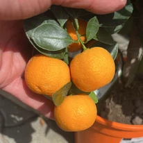 Mandarine în pepiniera noastră.