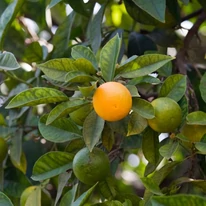 Mandarine printre frunze verzi. 