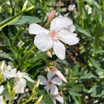 Floare de leandru alb, de aproape.