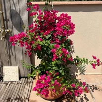 Bougainvillea aduce o atmosferă mediteraneană în grădină.