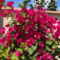 Flori de Bougainvillea la sfârșitul lunii iulie.