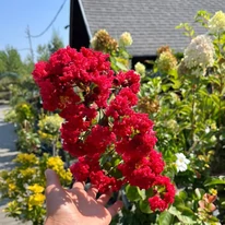 Inflorescența roșie, viu colorată a plantei Lagerstroemia în luna septembrie, în pepiniera noastră.