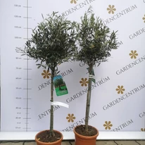 Olea Europea crescut pe trunchi înalt. 