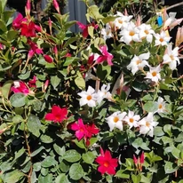 Mandevilla bine dezvoltată, disponibilă în culori mixte.