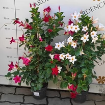 Plantele noastre de Mandevilla cu flori albe și roșii.