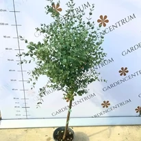 Eucalipt crescut pe un trunchi mic, în pepiniera noastră la începutul toamnei. 