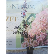 Aspectul unei tinere plante de Lagerstroemia.