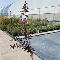 Lagerstroemia cu frunze roșii la începutul lunii septembrie.