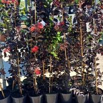 Aspectul stocului nostru sănătos de Lagerstroemia înflorită.