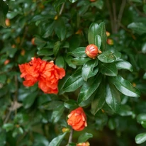 Punica granatum Maxima Rubra la începutul înfloririi. 