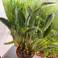 Strelitzia reginae plantată într-un ghiveci. 