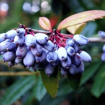 Fructele albastre ale Berberis julianae.
