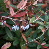 Berberis julianae în perioada de coacere a fructelor. 