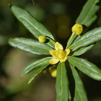 Frunzele de Berberis julianae în timpul înfloririi.