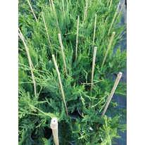 Cupressocyparis x leylandii este o plantă rezistentă la boli. 