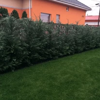 Gard viu din Cupressocyparis leylandii, la 3 ani după plantare.