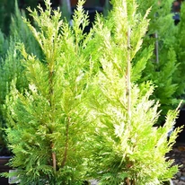Cupressocyparis x leylandii Gold Rider - Chiparos Leylandii auriu