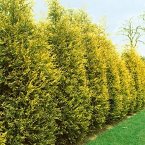Cupressocyparis x leylandii Gold Rider - Chiparos Leylandii auriu