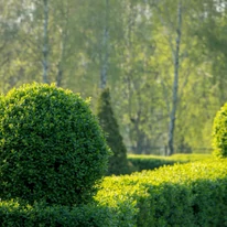 Ligustrum este perfect potrivit pentru tundere la formă. 