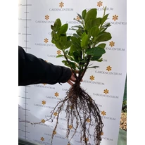 P laurocerasus Novita - Laur englezesc cu rădăcină liberă - 10 buc